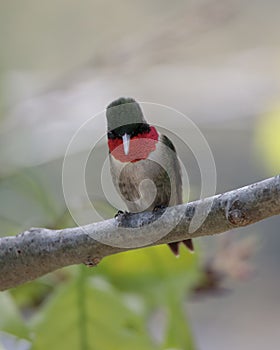 A ruby throated hummingboard with iridescent gorget feathers perched on a branch