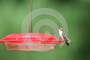 Ruby Throated Hummingbird Sitting on a Feeder in Summer