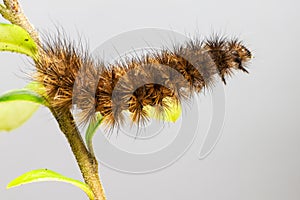 The Ruby Tiger caterpillar ( Phragmatobia fuliginosa)