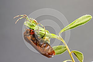 The Ruby Tiger and Green Crab Spider