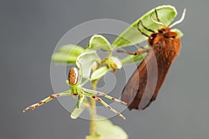 The Ruby Tiger and Green Crab Spider