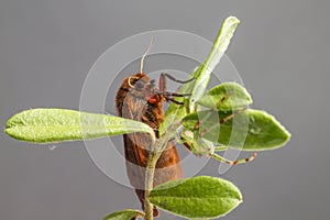 The Ruby Tiger and Green Crab Spider