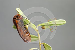 The Ruby Tiger and Green Crab Spider