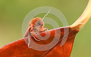 A Ruby Tiger Moth Phragmatobia fuliginosa perched on a leaf.