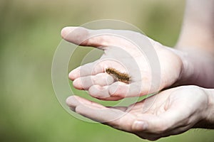 Ruby Tiger moth wooly Caterpillar