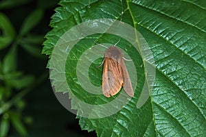 Ruby tiger Phragmatobia fuliginosa