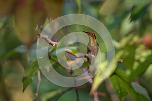 Ruby topaz Chrysolampis mosquitus sitting on branch, bird from caribean tropical forest, Trinidad and Tobago