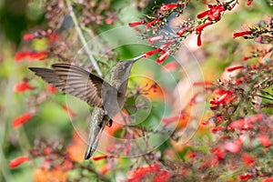 Ruby Topaz hummingbird flying in a bush of red flowers in natural sunlight.