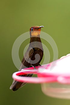 Ruby topaz hummingbird sitting on red feeder, portrait of bird, caribean tropical forest, Trinidad and Tobago, natural habitat