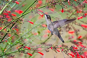 Ruby Topaz hummingbird surrounded by red Antigua Heath flowers