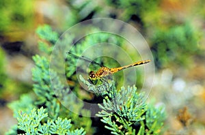 Ruby or White-faced Immature Meadowhawk  50791