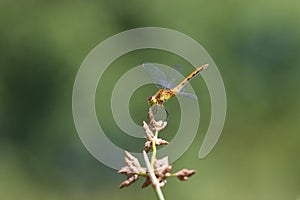 Ruby or White-faced Immature Meadowhawk  702775