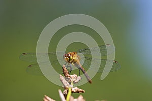 Ruby or White-faced Immature Meadowhawk  702847