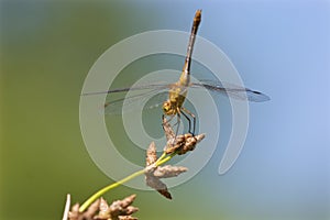 Ruby or White-faced Immature Meadowhawk  702856