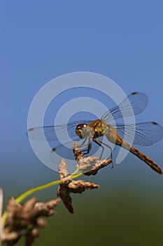 Ruby or White-faced Immature Meadowhawk  702861