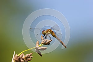 Ruby or White-faced Immature Meadowhawk  703723