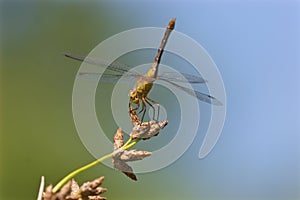 Ruby or White-faced Immature Meadowhawk  703734