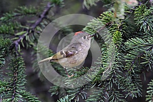 Rubycrowned Kinglet