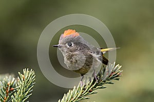 Rubycrowned Kinglet