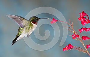 Rubythroated Hummingbird