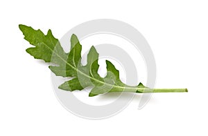 Ruccola leaf