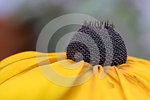 Ruckbeckia fulgida,  coneflower or black-eyed-susan, flowerhead