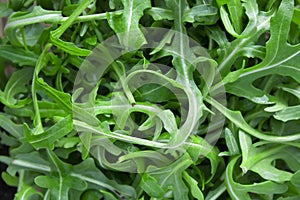 Rucola