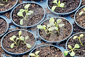 Rucola Hydroponic farm. Young Rucola plants, Young rockets, Rucola sprouts, Spring Seedlings. Healthy Vegetable