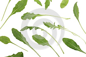 Rucola on white background - close-up