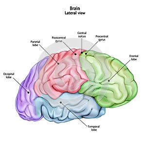 Ructure of Stthe human brain. Side Lateral  view. Medical didactic anatomy illustration with the name and description of all par photo