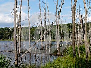 RUDA SLASKA , SILESIA , POLAND-BLACK POND