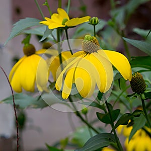 Rudbeckia bright yellow flower in garden border