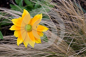 Rudbeckia bright yellow flower with ornamental garden grasses