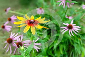 Rudbeckia flowers. Beautiful blooming Rudbeckia close-up. Black-eyed Susan. Selective focus