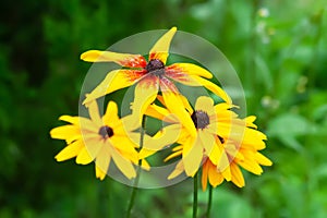 Rudbeckia flowers. Beautiful flowering Rudbeckia close-up. Black-eyed Susan. Selective focus