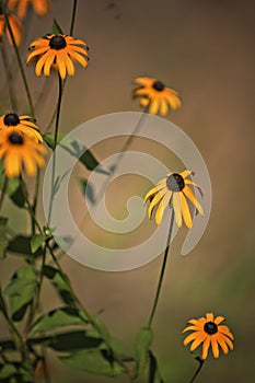 Rudbeckia flowers, Black eyed susan