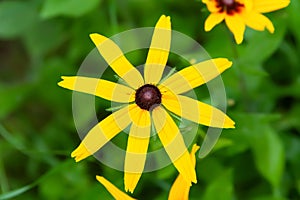 Rudbeckia flowers. Blooming Rudbeckia. Big yellow flowers close up. Black-eyed Susan. Selective focus