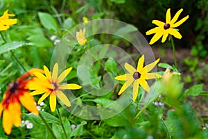 Rudbeckia flowers. Blooming Rudbeckia. Large yellow flowers in the garden. Black-eyed Susan. Selective focus