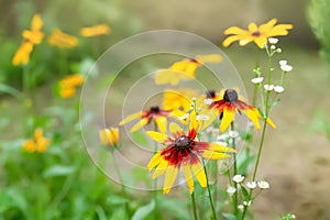 Rudbeckia flowers. Blooming Rudbeckia. Large yellow garden flowers close up. Black-eyed Susan. Selective focus