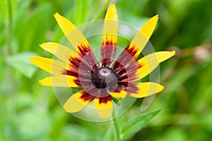 Rudbeckia flowers. Close-up of wet beautiful yellow-red Rudbeckia flowers in a flower bed. Black-eyed Susan in a garden. Lawn