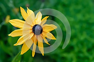 Rudbeckia flowers. Close-up of wet beautiful yellow Rudbeckia flowers on a flower bed. Black-eyed Susan in the garden. Garden