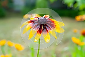 Rudbeckia flowers. Close-up of wet beautiful yellow Rudbeckia flowers on a flower bed. Black-eyed Susan in the garden. Garden