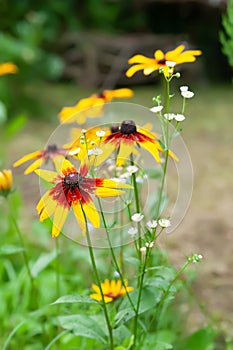 Rudbeckia flowers. Flowering rudbeckia. Big yellow flowers close up. Black-eyed Susan. Selective focus