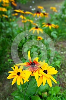 Rudbeckia flowers. Flowering rudbeckia. Big yellow flowers in a garden. Black-eyed Susan. Selective focus