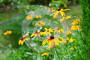 Rudbeckia flowers. Flowering rudbeckia. Large yellow flowers in the garden. Black-eyed Susan. Selective focus