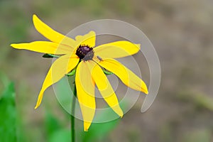 Rudbeckia flowers. Flowering rudbeckia. Yellow flowers close up. Black-eyed Susan. Selective focus