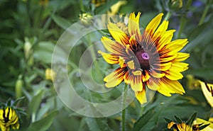 Rudbeckia flowers among the green leaves.