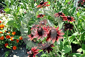 Rudbeckia flowers photo