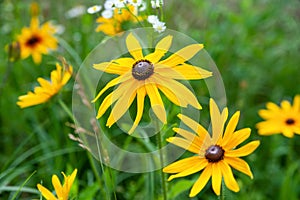 Rudbeckia flowers. Large yellow beautiful flower of Rudbeckia in the flowerbed. Black-eyed Susan in the garden. Garden summer