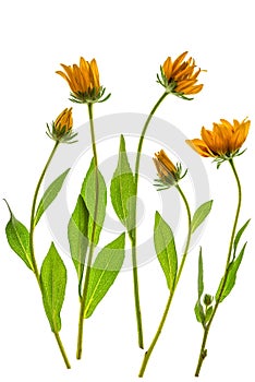 Rudbeckia flowers on a white background. Floral composition with yellow flowers. Vertical